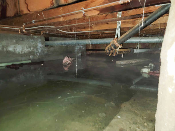 Best Flood damage cleanup  in Bon Air, VA